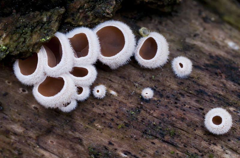 Auriculariopsis ampla